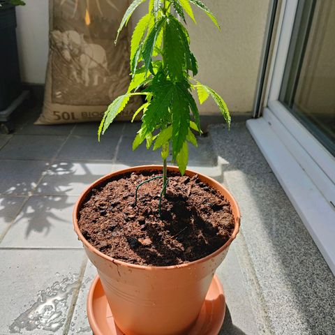 Mimosa growlog photo: Transplanted to bigger pot 6.5L