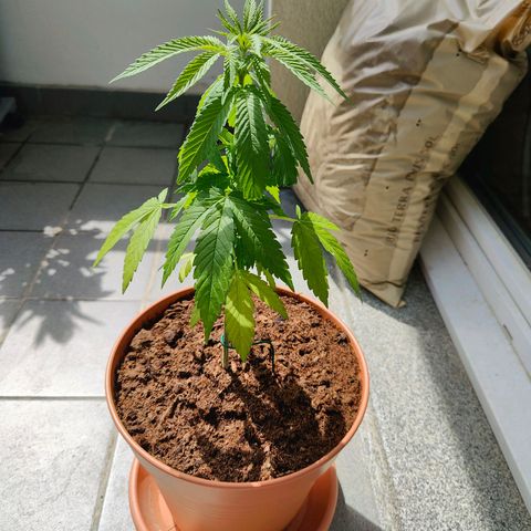 Mimosa growlog timeline photo