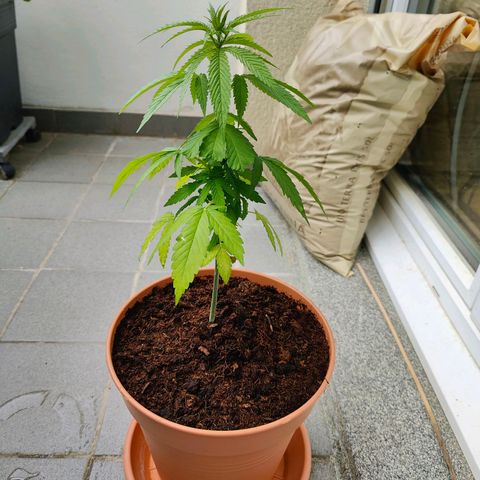 Mimosa growlog timeline photo