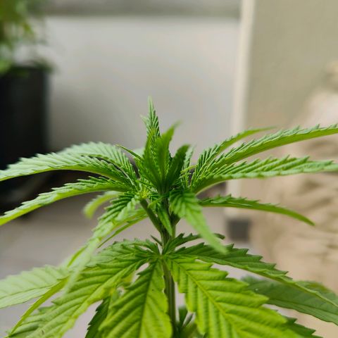 Mimosa growlog timeline photo