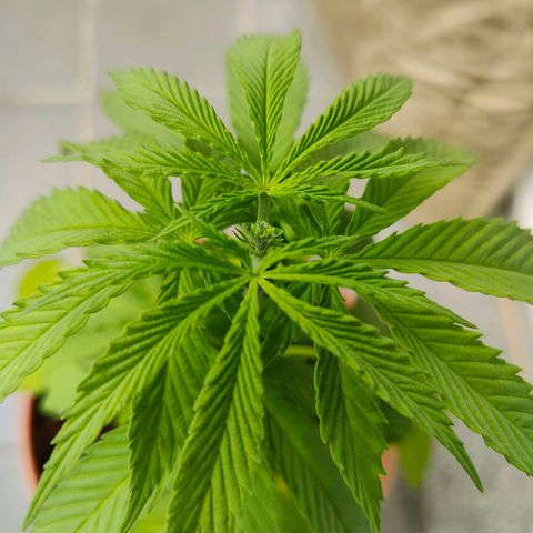 Mimosa growlog timeline photo