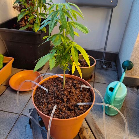 Mimosa growlog timeline photo