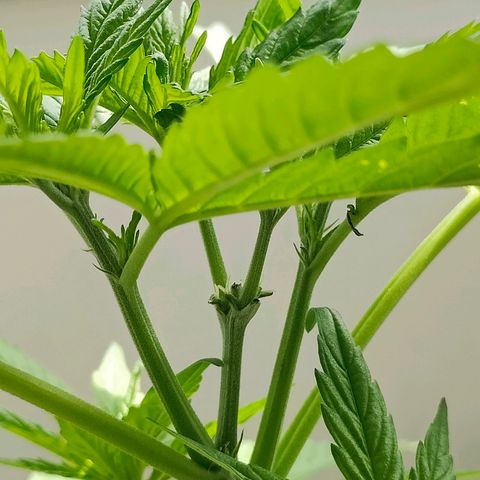 Mimosa growlog photo: Now after FIMing we have 4 colas instead of one