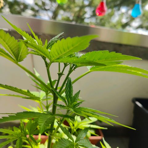Mimosa growlog photo: Now after FIMing we have 4 colas instead of one