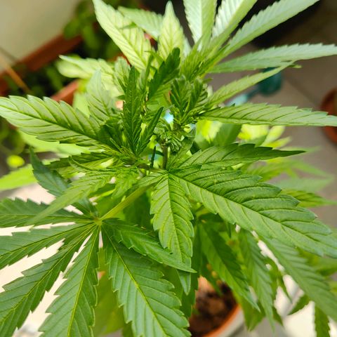 Mimosa growlog photo: Now after FIMing we have 4 colas instead of one