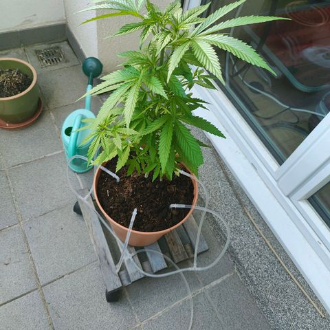Mimosa growlog timeline photo