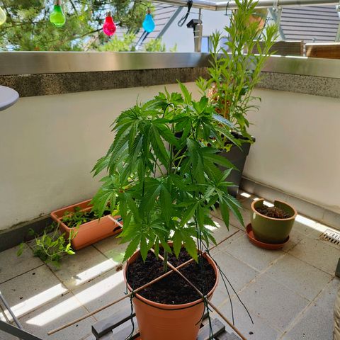 Mimosa growlog timeline photo