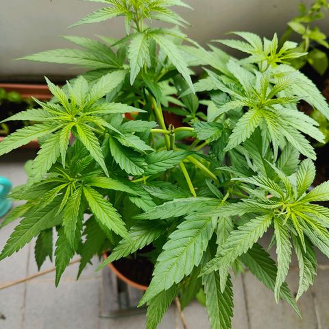 Mimosa growlog timeline photo