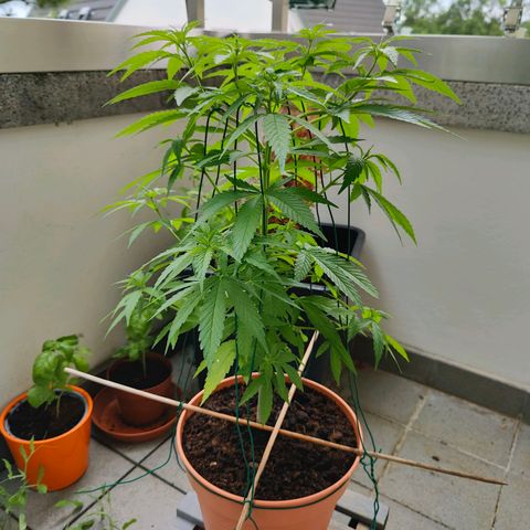 Mimosa growlog timeline photo