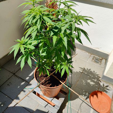 Mimosa growlog timeline photo