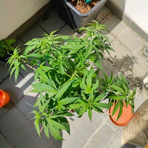 Mimosa growlog timeline photo