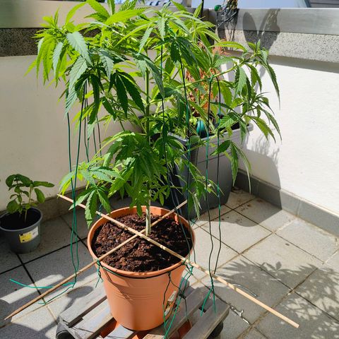 Mimosa growlog timeline photo