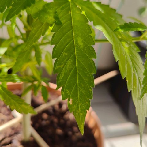 Mimosa growlog timeline photo