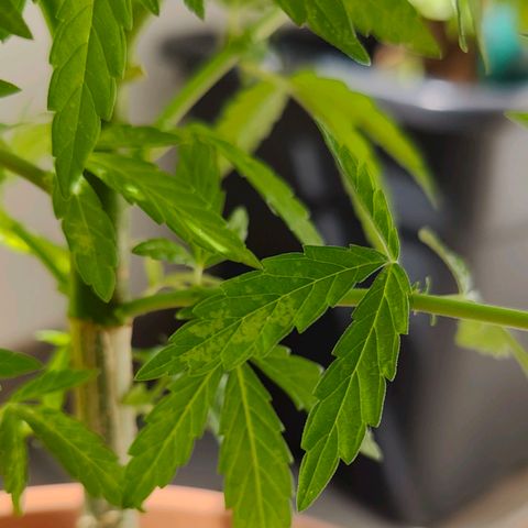 Mimosa growlog timeline photo