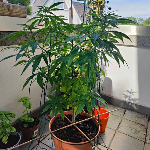 Mimosa growlog timeline photo