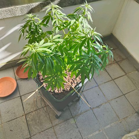 Mimosa growlog timeline photo