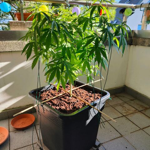 Mimosa growlog timeline photo