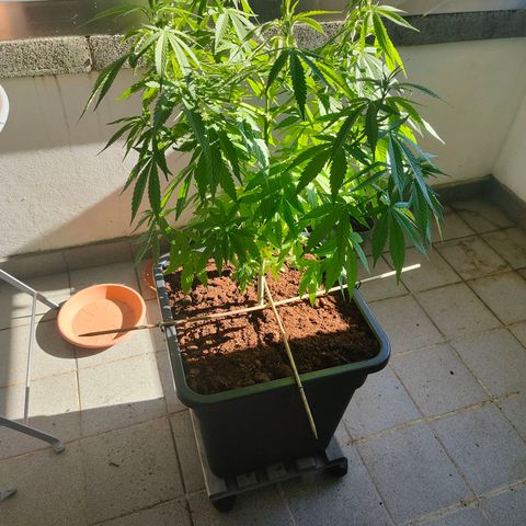 Mimosa growlog timeline photo
