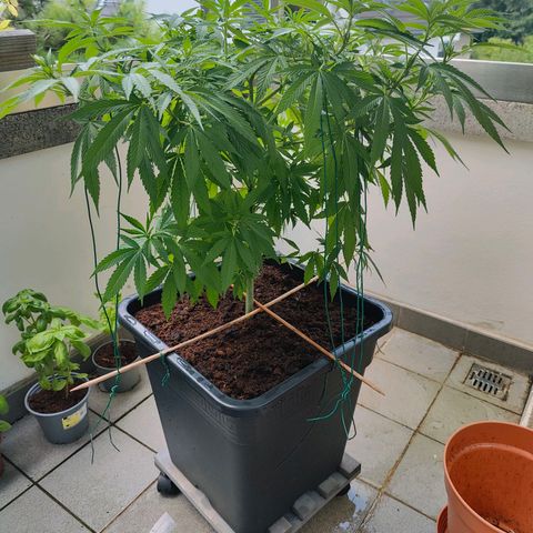 Mimosa growlog timeline photo