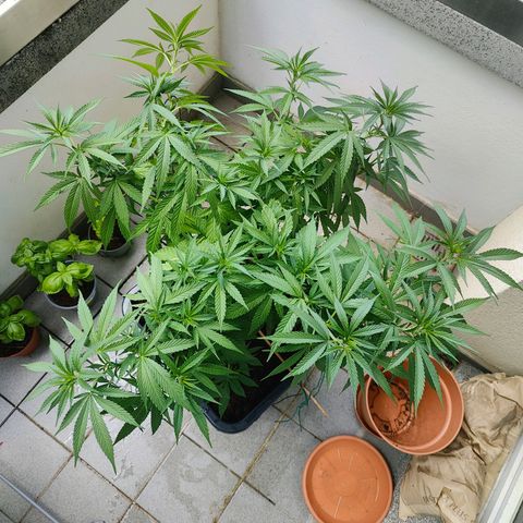 Mimosa growlog timeline photo