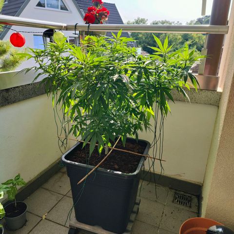 Mimosa growlog timeline photo