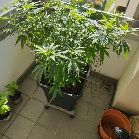 Mimosa growlog timeline photo