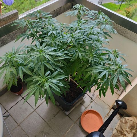 Mimosa growlog timeline photo