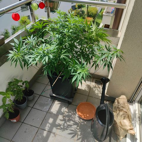 Mimosa growlog timeline photo