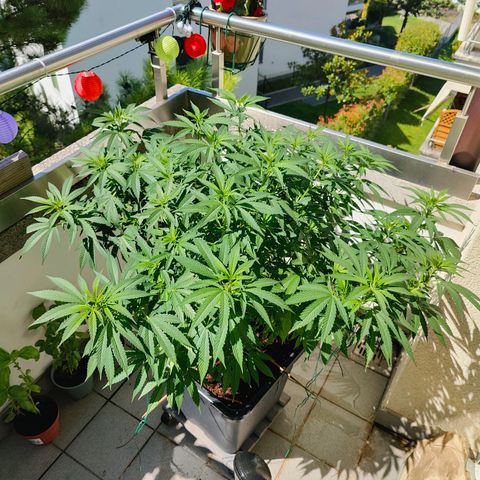 Mimosa growlog timeline photo