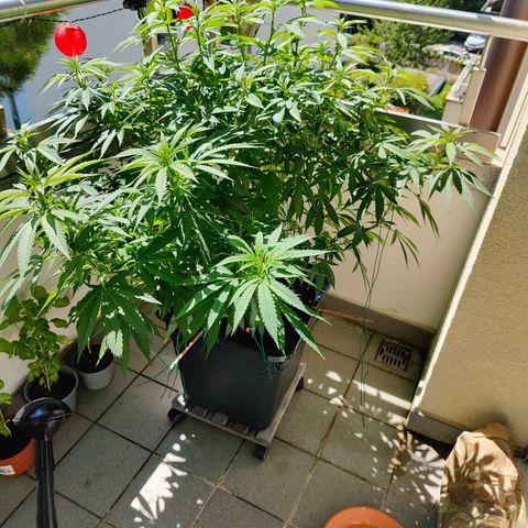 Mimosa growlog timeline photo