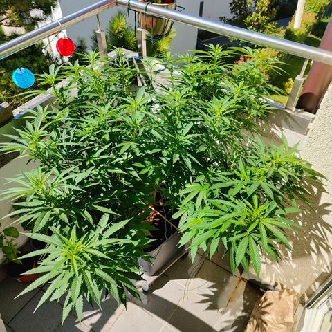 Mimosa growlog timeline photo