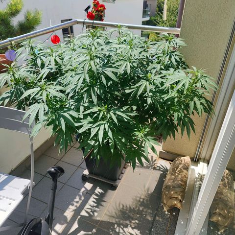 Mimosa growlog timeline photo