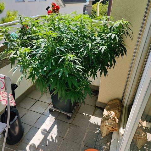 Mimosa growlog timeline photo