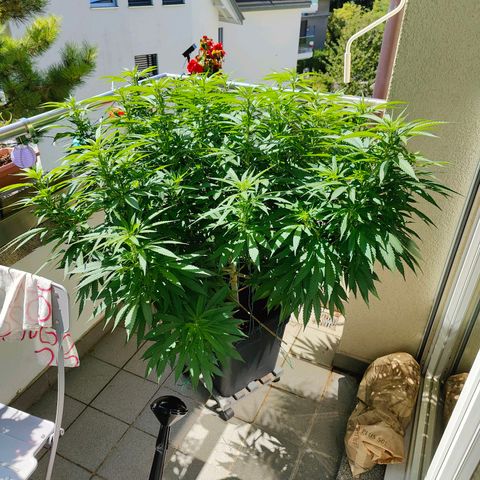 Mimosa growlog timeline photo