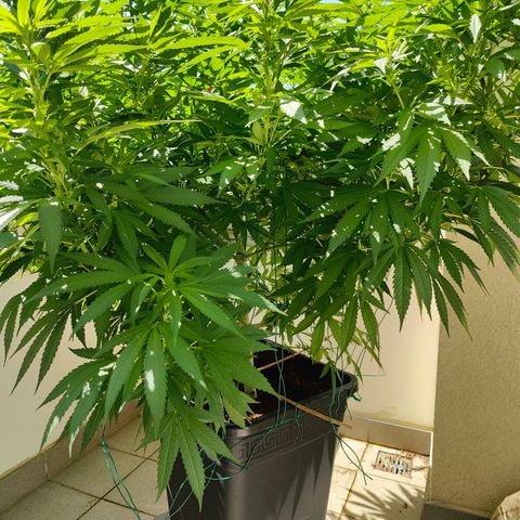 Mimosa growlog timeline photo