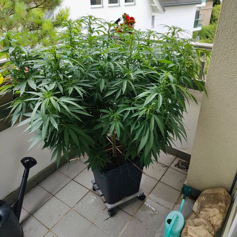 Mimosa growlog timeline photo