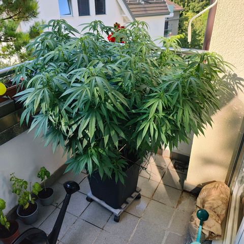 Mimosa growlog timeline photo