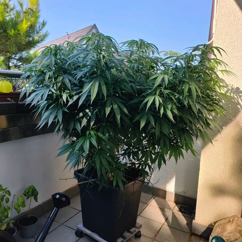 Mimosa growlog timeline photo
