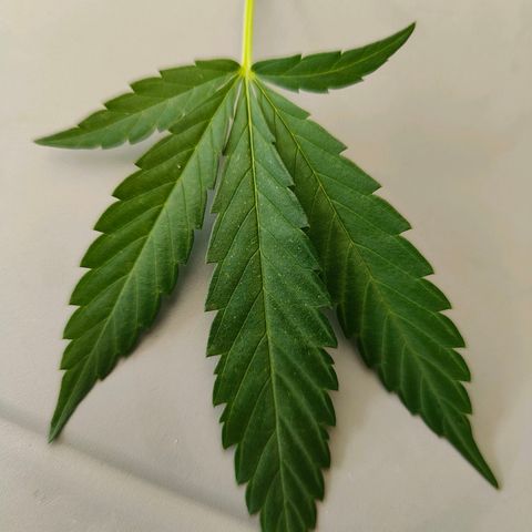 Mimosa growlog timeline photo
