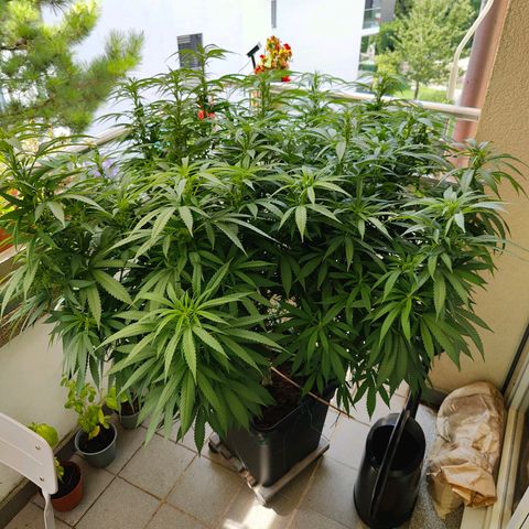 Mimosa growlog timeline photo