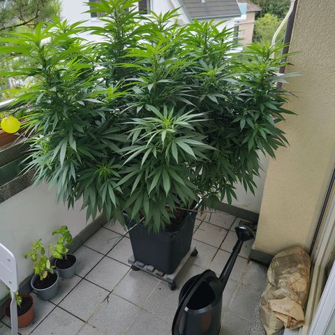Mimosa growlog timeline photo