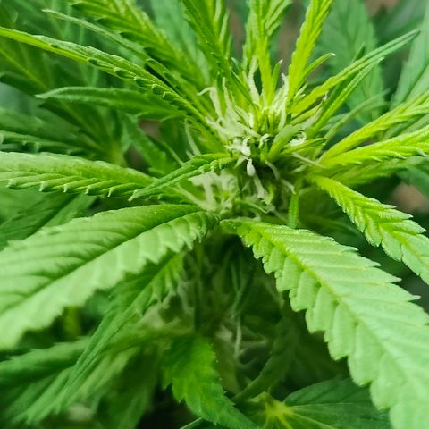 Mimosa growlog timeline photo