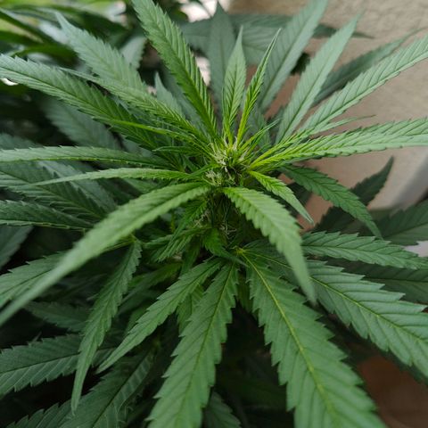 Mimosa growlog timeline photo