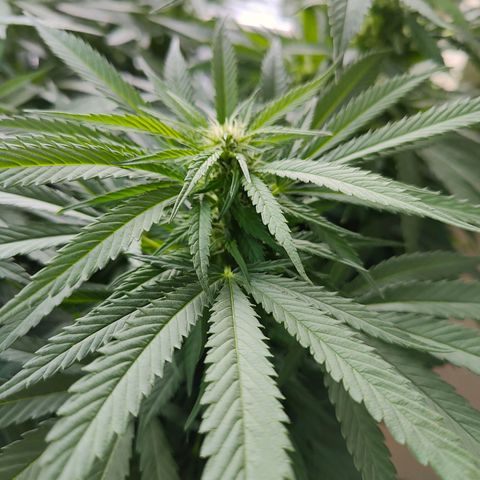 Mimosa growlog timeline photo