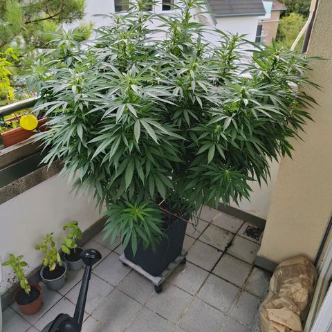 Mimosa growlog timeline photo