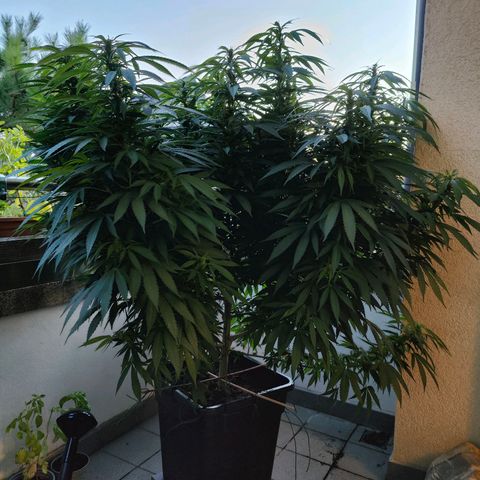 Mimosa growlog timeline photo