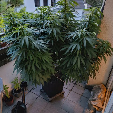 Mimosa growlog timeline photo