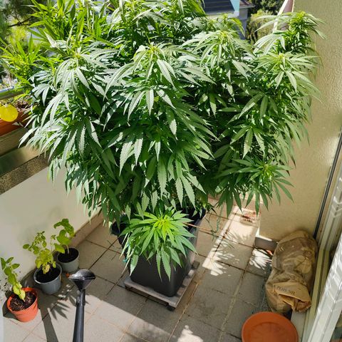 Mimosa growlog timeline photo