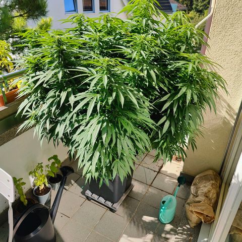 Mimosa growlog timeline photo