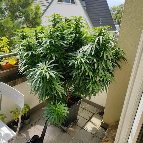 Mimosa growlog timeline photo